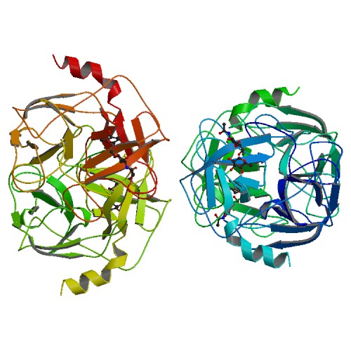 Proteinase 3